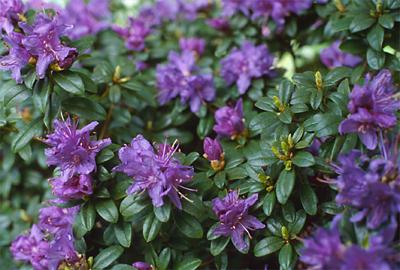 Copyright 2001 Downs' Rhododendrons