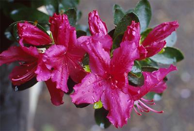 Copyright 2001 Downs' Rhododendrons