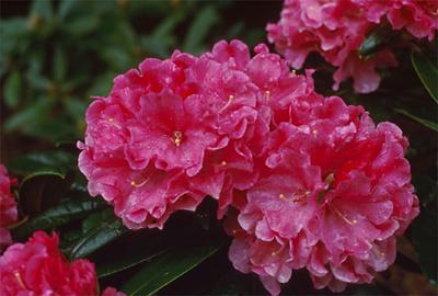 Copyright 2001 Downs' Rhododendrons