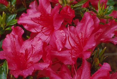 Copyright 2001 Downs' Rhododendrons