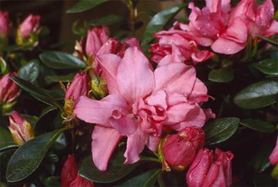 Copyright 2001 Downs' Rhododendrons