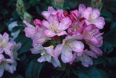 Copyright 2001 Downs' Rhododendrons