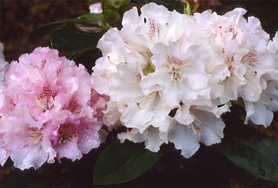Copyright 2001 Downs' Rhododendrons