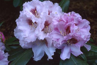Copyright 2001 Downs' Rhododendrons