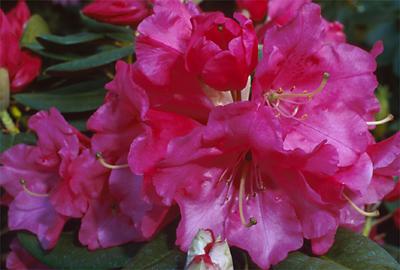 Copyright 2001 Downs' Rhododendrons