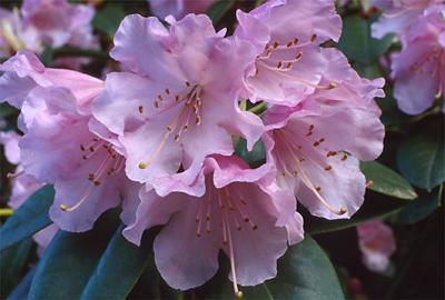 Copyright 2001 Downs' Rhododendrons