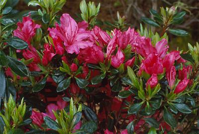 Copyright 2001 Downs' Rhododendrons