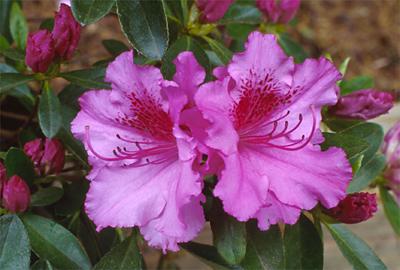 Copyright 2001 Downs' Rhododendrons