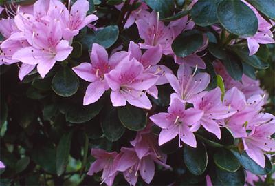 Copyright 2001 Downs' Rhododendrons