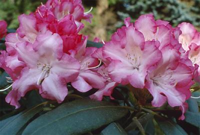 Copyright 2001 Downs' Rhododendrons