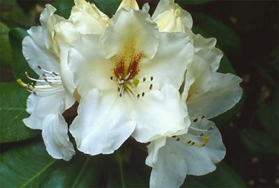 Copyright 2001 Downs' Rhododendrons