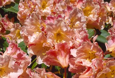 Copyright 2001 Downs' Rhododendrons