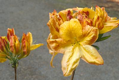 Copyright 2001 Downs' Rhododendrons