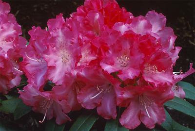 Copyright 2001 Downs' Rhododendrons