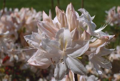 Copyright 2001 Downs' Rhododendrons