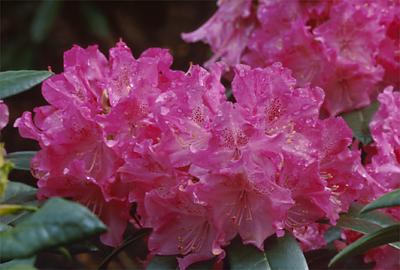 Copyright 2001 Downs' Rhododendrons