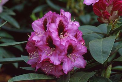 Copyright 2001 Downs' Rhododendrons