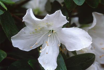 Copyright 2001 Downs' Rhododendrons