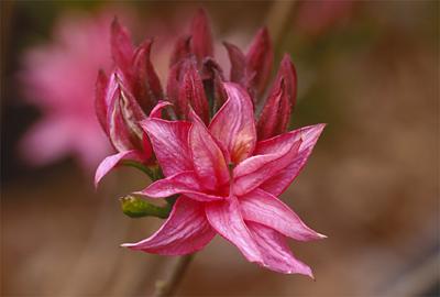 Copyright 2001 Downs' Rhododendrons