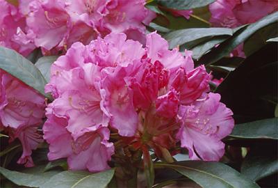 Copyright 2001 Downs' Rhododendrons