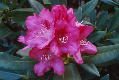 Copyright 2001 Downs' Rhododendrons