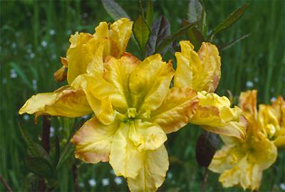 Copyright 2001 Downs' Rhododendrons