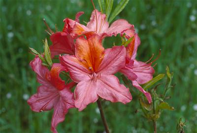Copyright 2001 Downs' Rhododendrons