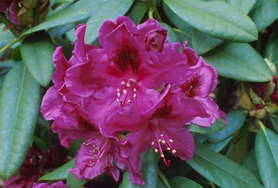 Copyright 2001 Downs' Rhododendrons