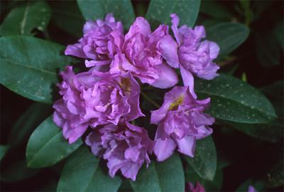 Copyright 2001 Downs' Rhododendrons