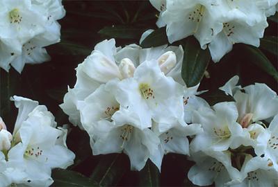 Copyright 2001 Downs' Rhododendrons