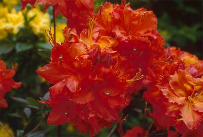Copyright 2001 Downs' Rhododendrons