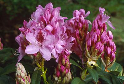 Copyright 2001 Downs' Rhododendrons