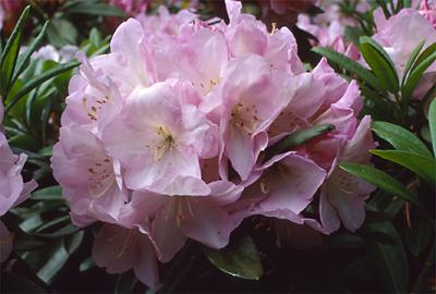 Copyright 2001 Downs' Rhododendrons