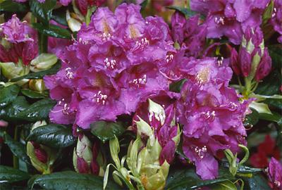 Copyright 2001 Downs' Rhododendrons