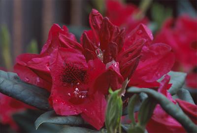 Copyright 2001 Downs' Rhododendrons