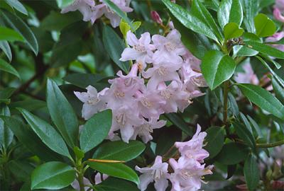 Copyright 2001 Downs' Rhododendrons