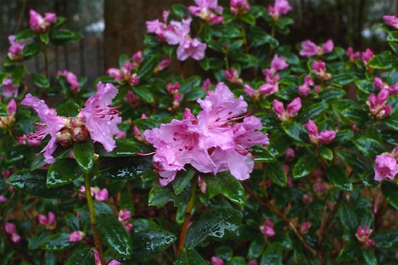 Copyright 2002 Downs' Rhododendrons