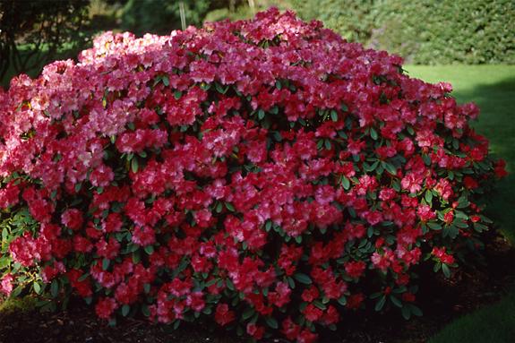 Copyright 2002 Downs' Rhododendrons