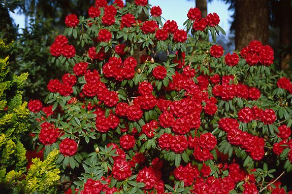 Copyright 2002 Downs' Rhododendrons