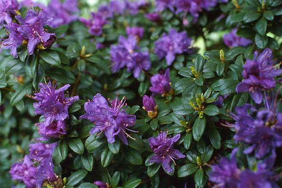 Copyright 2002 Downs' Rhododendrons