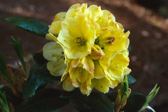 Copyright 2002 Downs' Rhododendrons