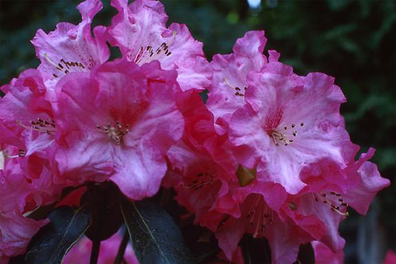 Copyright 2002 Downs' Rhododendrons