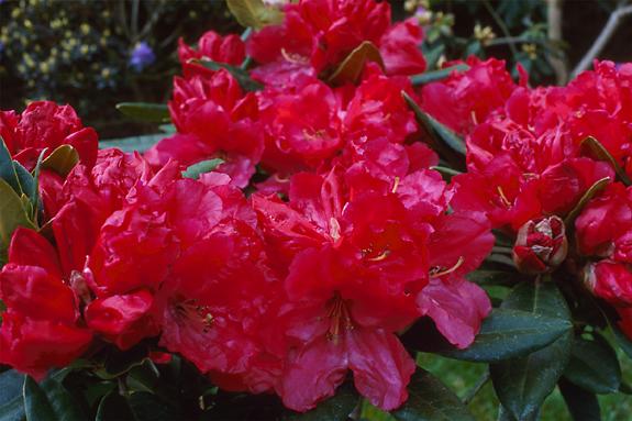 Copyright 2002 Downs' Rhododendrons