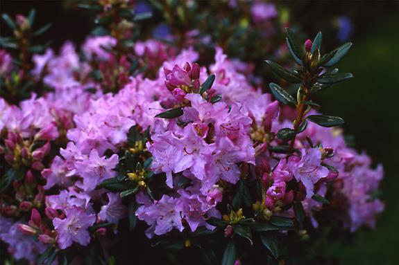 Copyright 2002 Downs' Rhododendrons