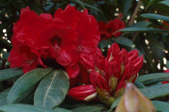 Copyright 2002 Downs' Rhododendrons