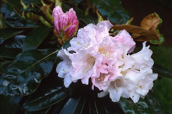 Copyright 2002 Downs' Rhododendrons