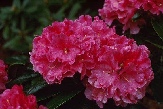 Copyright 2002 Downs' Rhododendrons