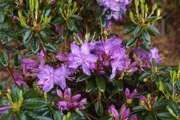 Copyright 2002 Downs' Rhododendrons