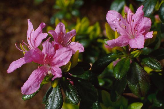 Copyright 2002 Downs' Rhododendrons
