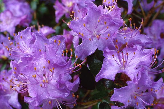 Copyright 2002 Downs' Rhododendrons